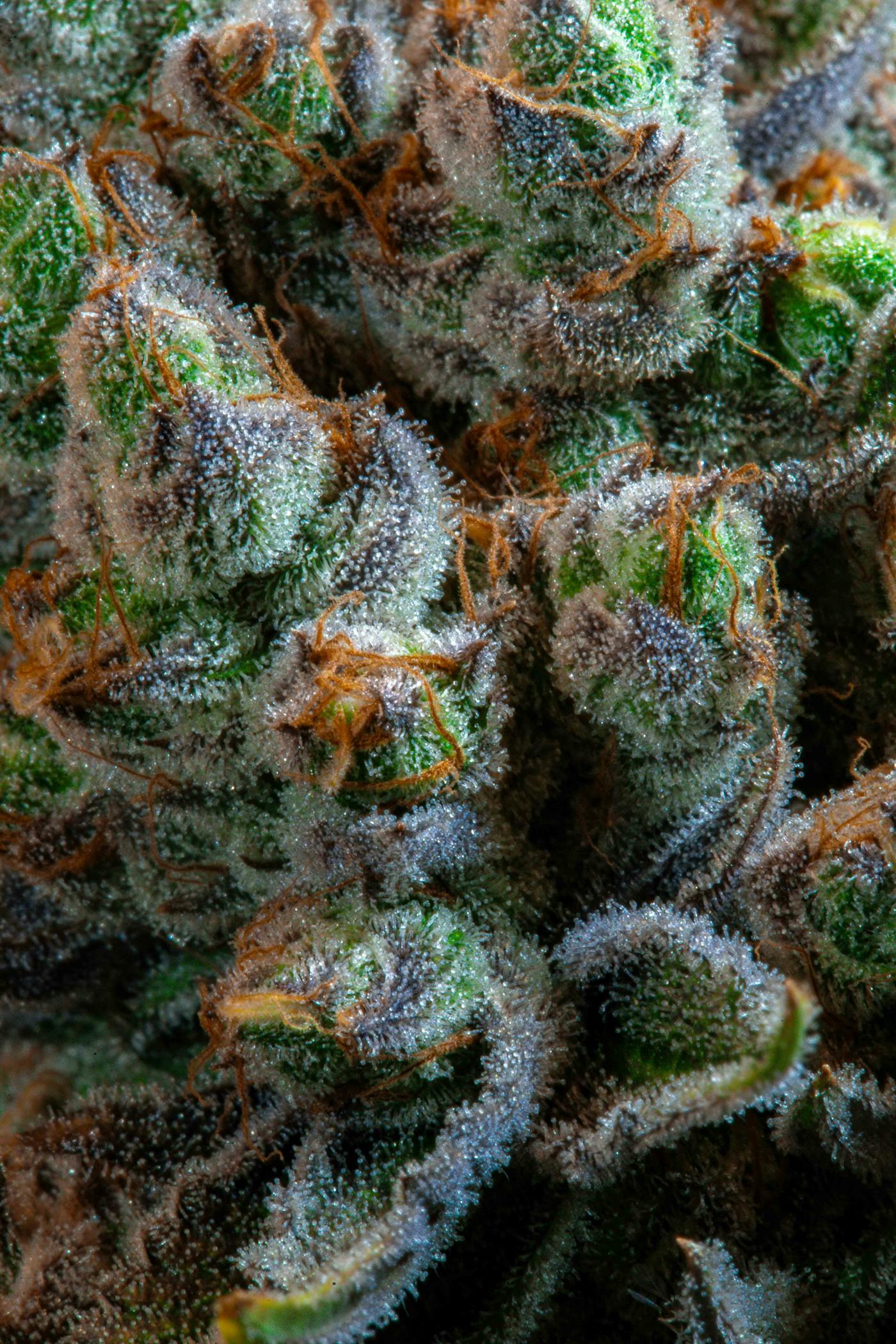 Flores de cannabis medicinal em close-up
